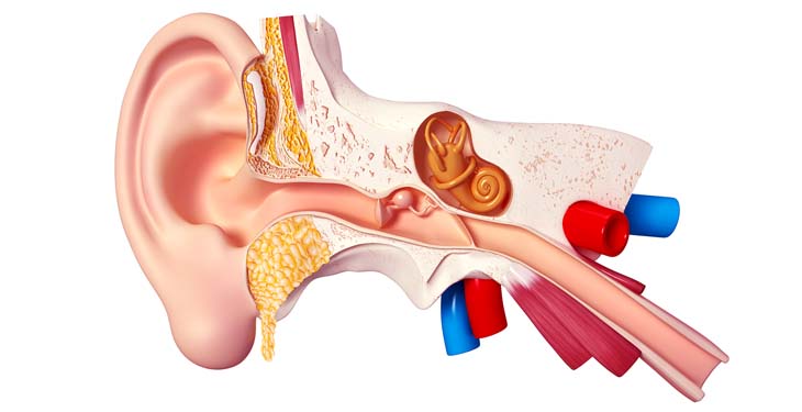 tinnitus-awareness-ear-diagram