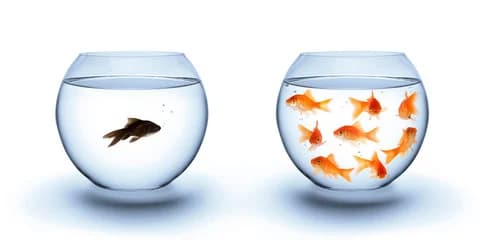 06/fish lonely